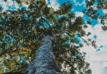 RBVerde 2026 mobiliza cinco cidades com ações ambientais e atividades gratuitas RBVerde 2026 mobiliza cinco cidades com ações ambientais e atividades gratuitas