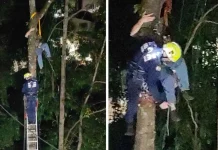 Homem é resgatado a 15 metros de altura após acidente durante corte de árvore Homem é resgatado a 15 metros de altura após acidente durante corte de árvore