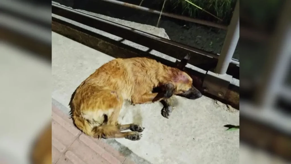Ex-tutora é denunciada por maus-tratos em caso de cachorra jogada de ponte