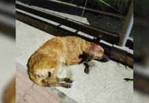 Ex-tutora é denunciada por maus-tratos em caso de cachorra jogada de ponte Ex-tutora é denunciada por maus-tratos em caso de cachorra jogada de ponte