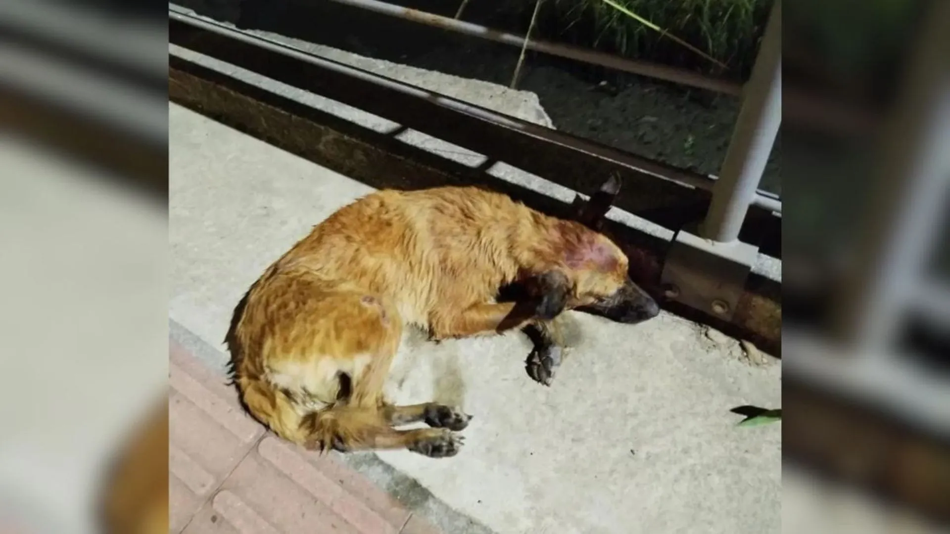 Ex-tutora é denunciada por maus-tratos em caso de cachorra jogada de ponte
