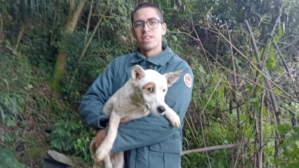 Bombeiros resgatam cão preso há quatro dias em penhasco de 30 metros em Videira