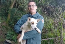 Bombeiros resgatam cão preso há quatro dias em penhasco de 30 metros em Videira Bombeiros resgatam cão preso há quatro dias em penhasco de 30 metros em Videira