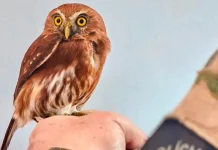 Uma das menores corujas do mundo é resgatada em Salto Veloso Uma das menores corujas do mundo é resgatada em Salto Veloso