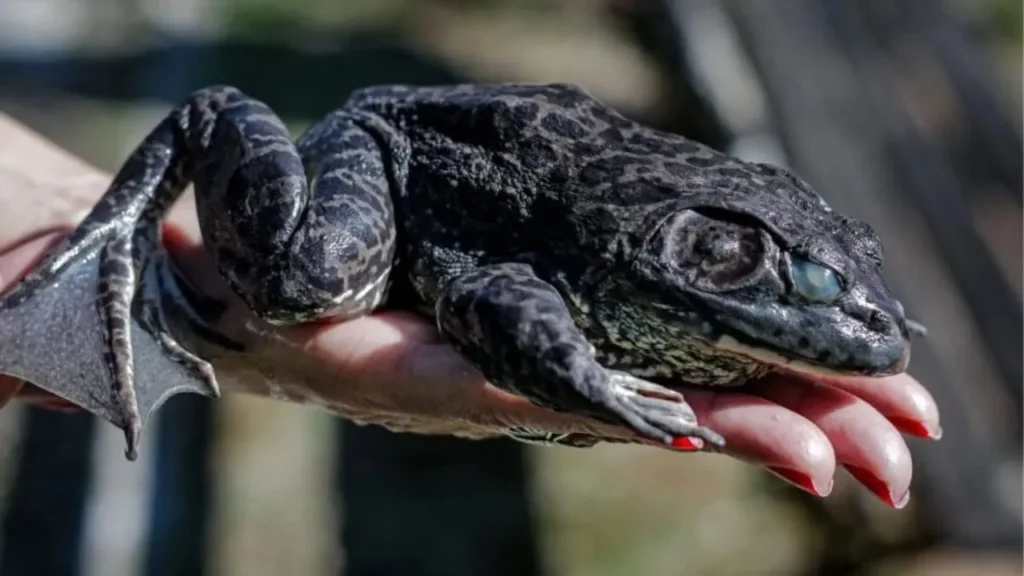 Conhecida pelo “mugido de boi”, rã invasora ameaça fauna nativa em Santa Catarina