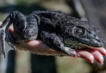 Conhecida pelo “mugido de boi”, rã invasora ameaça fauna nativa em Santa Catarina Conhecida pelo “mugido de boi”, rã invasora ameaça fauna nativa em Santa Catarina