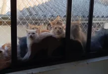 Resgate de mais de 400 gatos em apartamento de SC pode custar R$ 500 mil aos cofres públicos Resgate de mais de 400 gatos em apartamento de SC pode custar R$ 500 mil aos cofres públicos