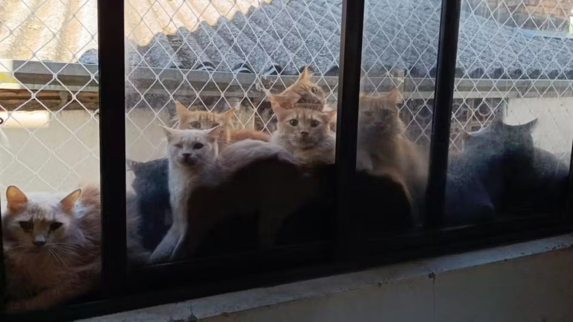 Resgate de mais de 400 gatos em apartamento de SC pode custar R$ 500 mil aos cofres públicos