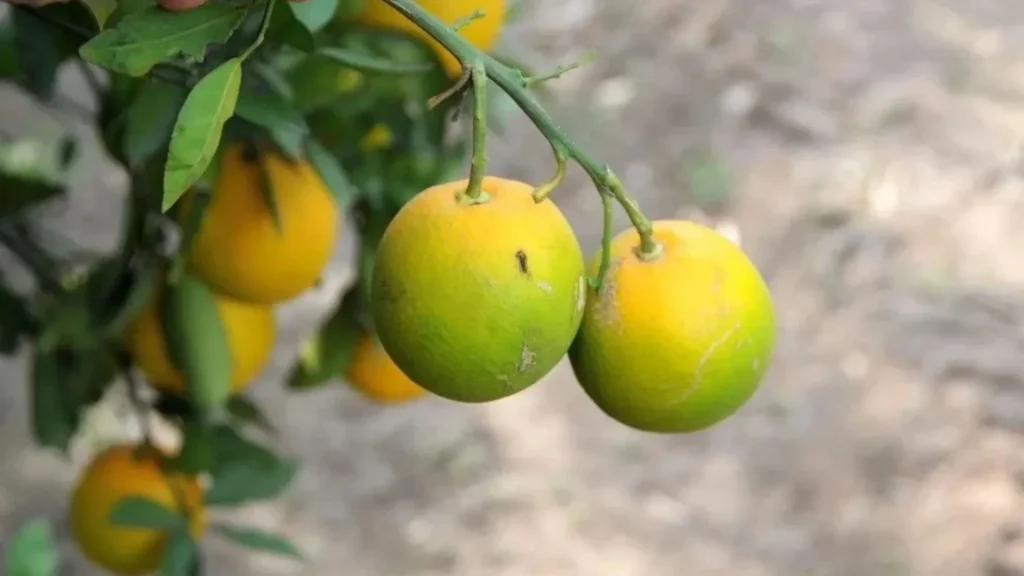 Primeiros casos de greening são confirmados no Rio Grande do Sul