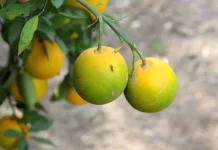 Primeiros casos de greening são confirmados no Rio Grande do Sul Primeiros casos de greening são confirmados no Rio Grande do Sul