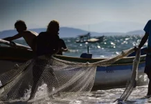 Governo recua e libera pesca da tainha no litoral catarinense Governo recua e libera pesca da tainha no litoral catarinense