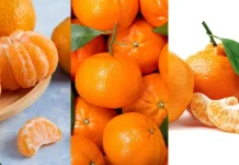 Bergamota, mexerica ou tangerina? Saiba qual é a diferença entre elas Bergamota, mexerica ou tangerina? Entenda por que a mesma fruta recebe nomes diferentes no Brasil
