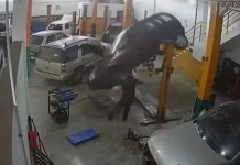 Carro cai de elevador automotivo e quase atinge mecânico em oficina de Fraiburgo Carro cai de elevador automotivo e quase atinge mecânico em oficina de Fraiburgo