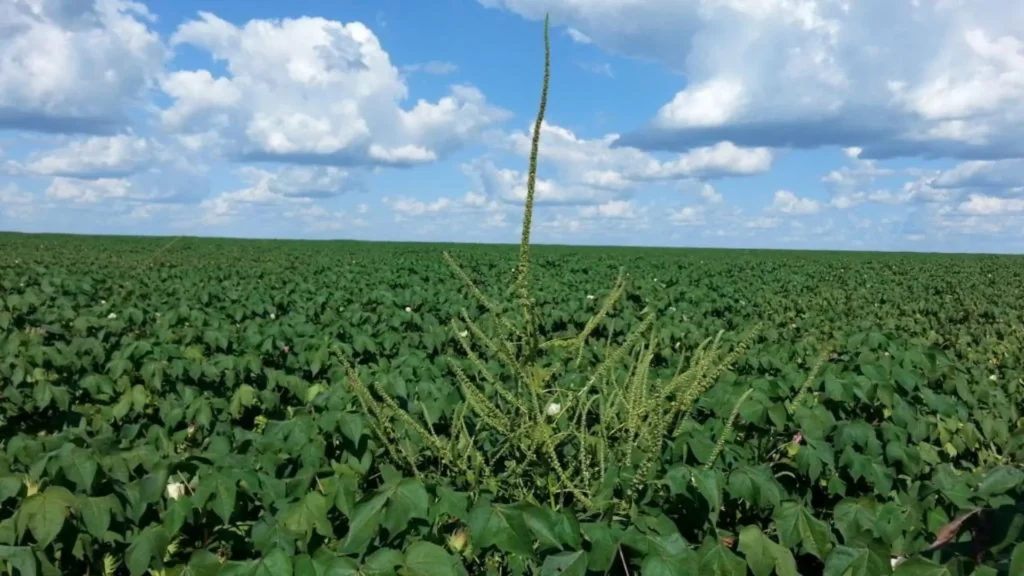 Cidasc promove seminário para orientar produtores sobre planta invasora que ameaça lavouras em Santa Catarina