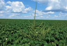 Cidasc promove seminário para orientar produtores sobre planta invasora que ameaça lavouras em Santa Catarina Cidasc promove seminário para orientar produtores sobre planta invasora que ameaça lavouras em Santa Catarina