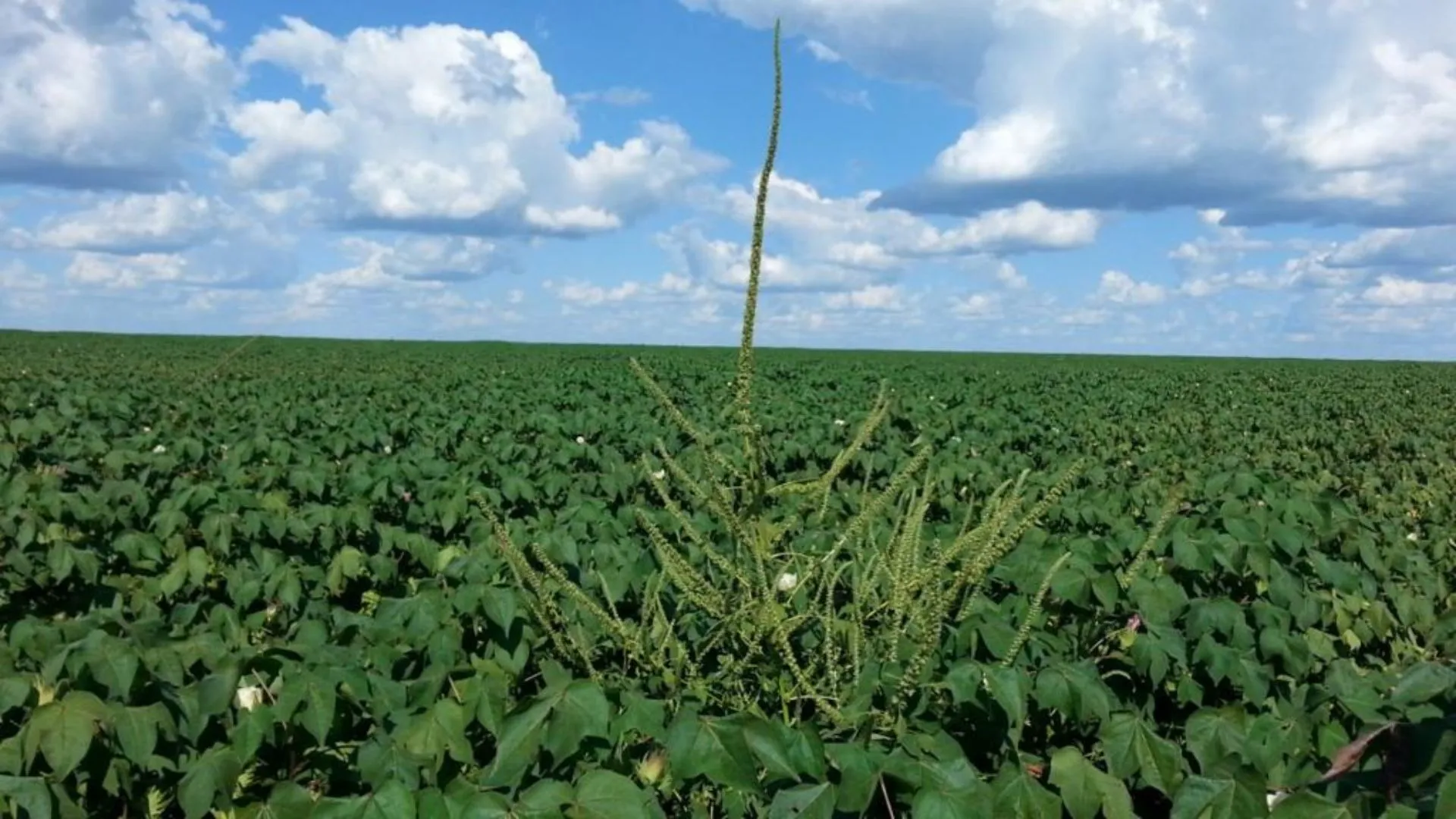 Cidasc promove seminário para orientar produtores sobre planta invasora que ameaça lavouras em Santa Catarina
