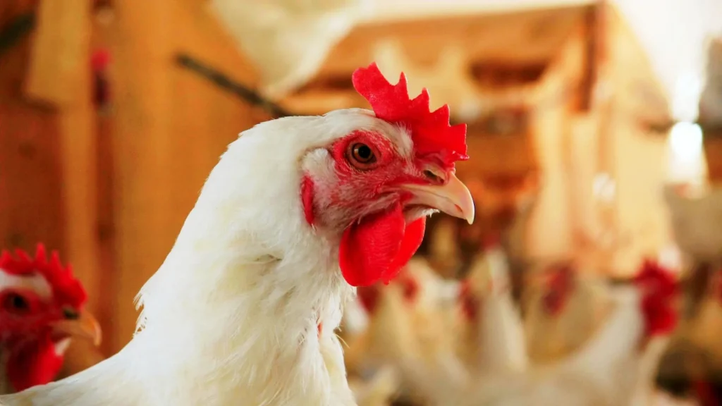 Exportação de frango de SC alcança valor recorde de US$ 1,15 bilhão