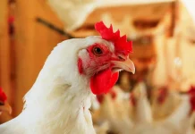 Exportação de frango de SC alcança valor recorde de US$ 1,15 bilhão Exportação de frango de SC alcança valor recorde de US$ 1,15 bilhão
