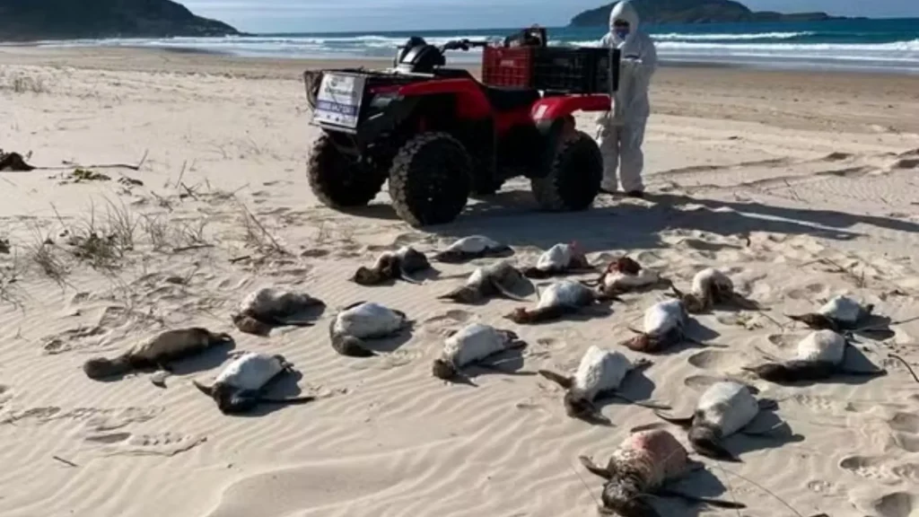 Mais de 2,2 mil pinguins são encontrados mortos nas praias de SC