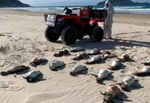 Mais de 2,2 mil pinguins são encontrados mortos nas praias de SC Mais de 2,2 mil pinguins são encontrados mortos nas praias de SC