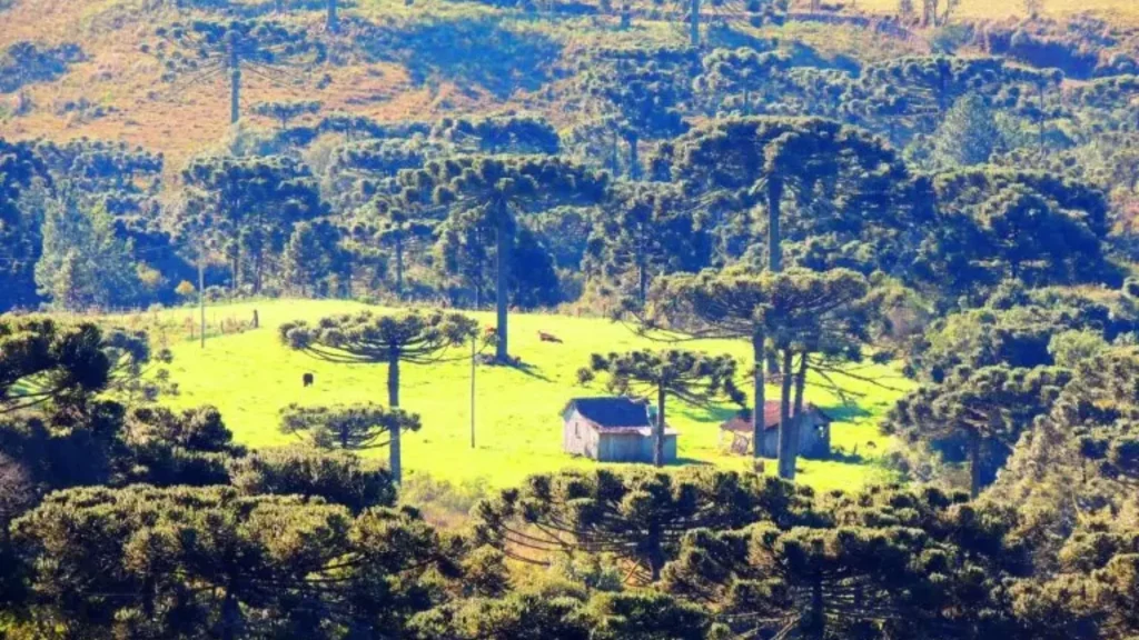 Mulher é encontrada morta em área rural e companheiro é procurado pela Polícia