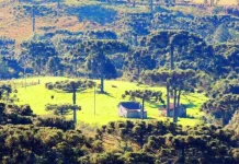 Mulher é encontrada morta em área rural e companheiro é procurado pela Polícia Mulher é encontrada morta em área rural e companheiro é procurado pela Polícia