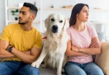 Justiça nega pedido de pensão para pets após separação Justiça nega pedido de pensão para pets após separação