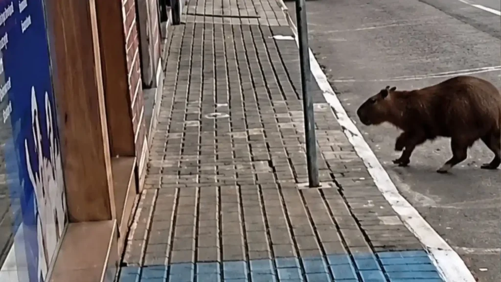 Capivara invade loja no Centro de Videira e Bombeiros orientam população sobre animais silvestres