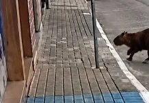 Capivara invade loja no Centro de Videira e Bombeiros orientam população sobre animais silvestres Capivara invade loja no Centro de Videira e Bombeiros orientam população sobre animais silvestres