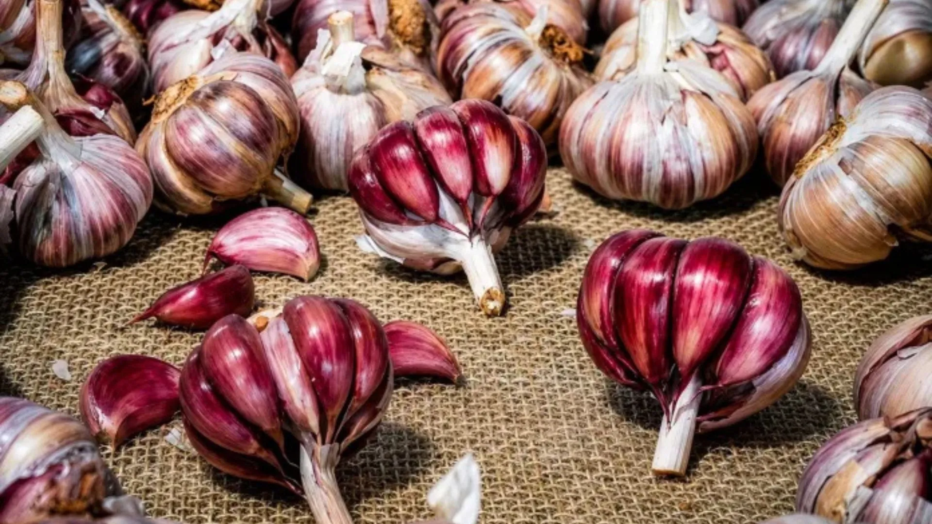Alho roxo do Planalto Catarinense conquista selo de origem