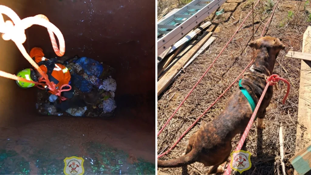 Cachorro cai em poço e é resgatado em Caçador