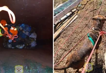 Cachorro cai em poço e é resgatado em Caçador Cachorro cai em poço e é resgatado em Caçador