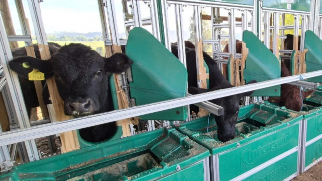 Epagri utiliza equipamentos para medir a emissão de gases de efeito estufa pelo gado