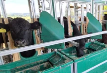 Epagri mede a emissão de gases de efeito estufa pelo gado Epagri utiliza equipamentos para medir a emissão de gases de efeito estufa pelo gado