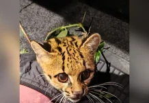Gato-do-mato é resgatado após atropelamento na região de Videira Gato-do-mato é resgatado após atropelamento na região de Videira