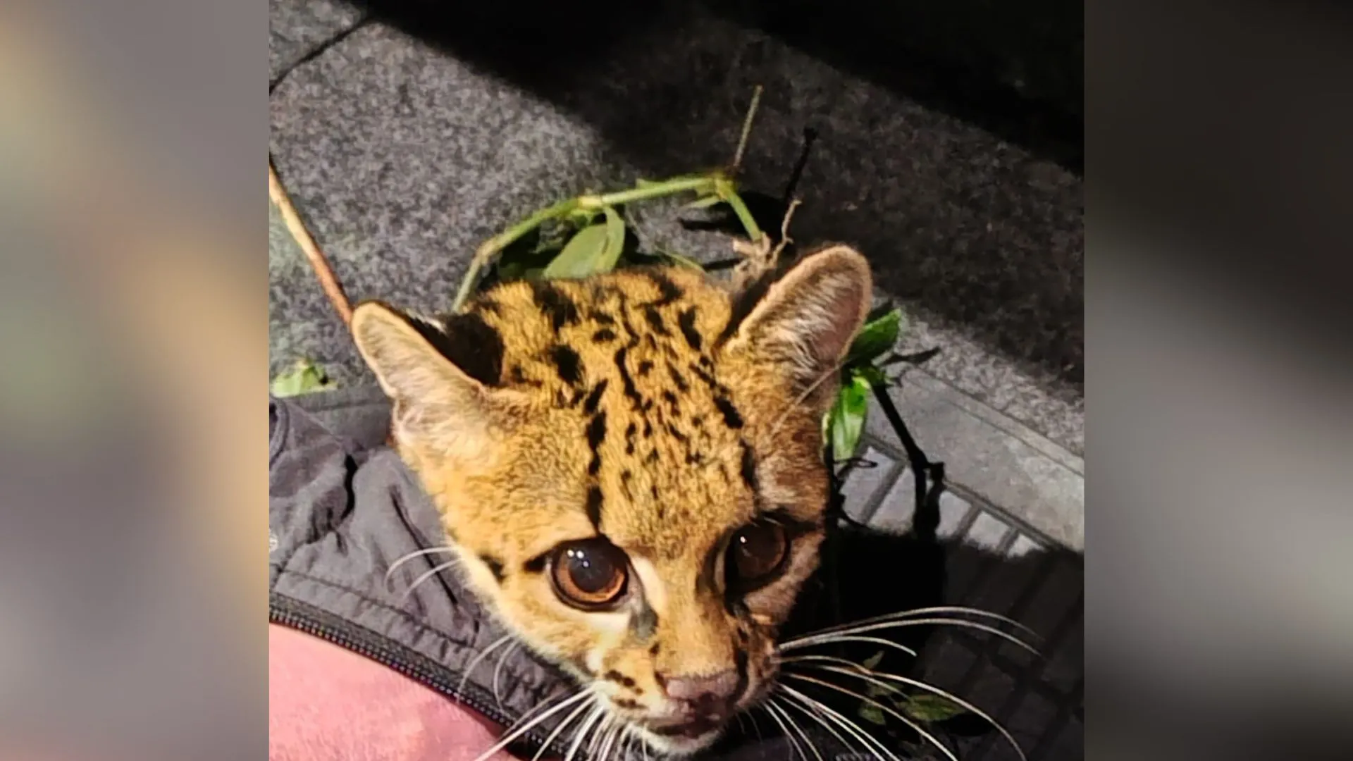 Gato-do-mato é resgatado após atropelamento na região de Videira