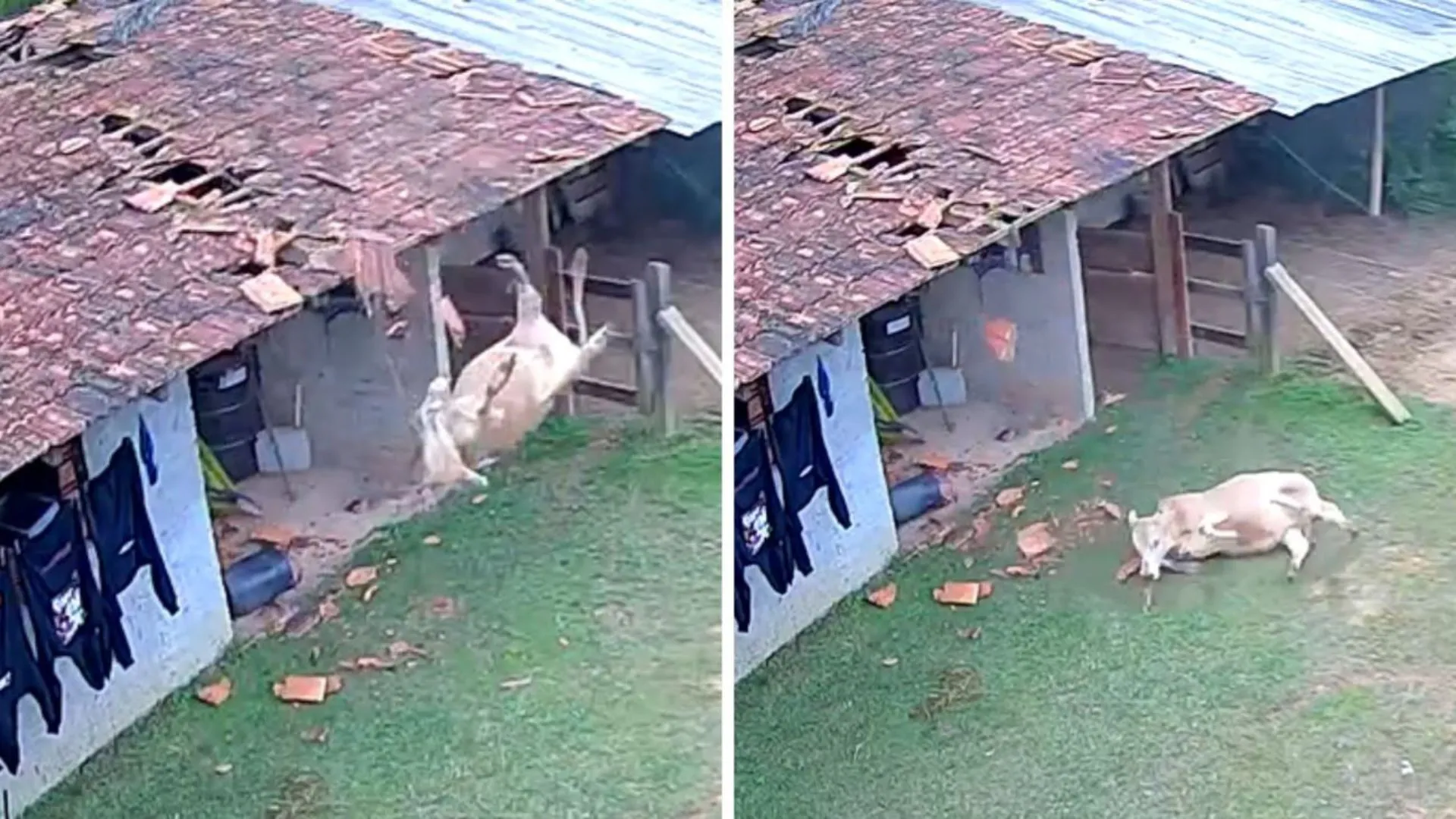 Vaca cai sobre telhado de residências em SC