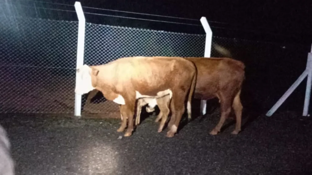 Animais soltos mobilizam bombeiros e Polícia Rodoviária na SC-283