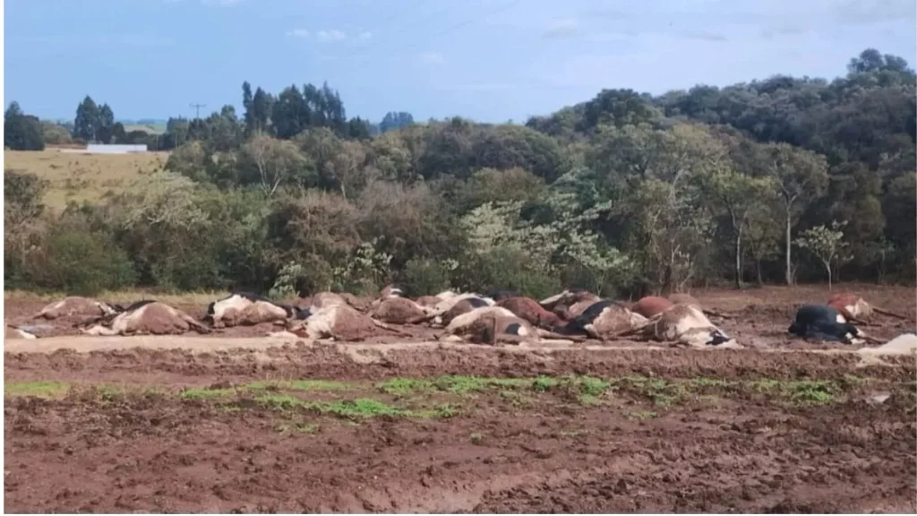 Cerca de 30 vacas morrem após cabo de energia cair sobre rebanho