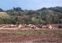 Cerca de 30 vacas morrem após cabo de energia cair sobre rebanho Cerca de 30 vacas morrem após cabo de energia cair sobre rebanho