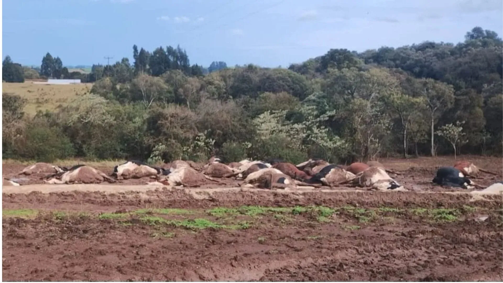 Cerca de 30 vacas morrem após cabo de energia cair sobre rebanho