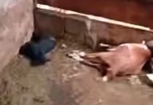 Polícia Civil conclui investigação sobre morte de ovinos em Ibicaré Polícia Civil conclui investigação sobre morte de ovinos em Ibicaré