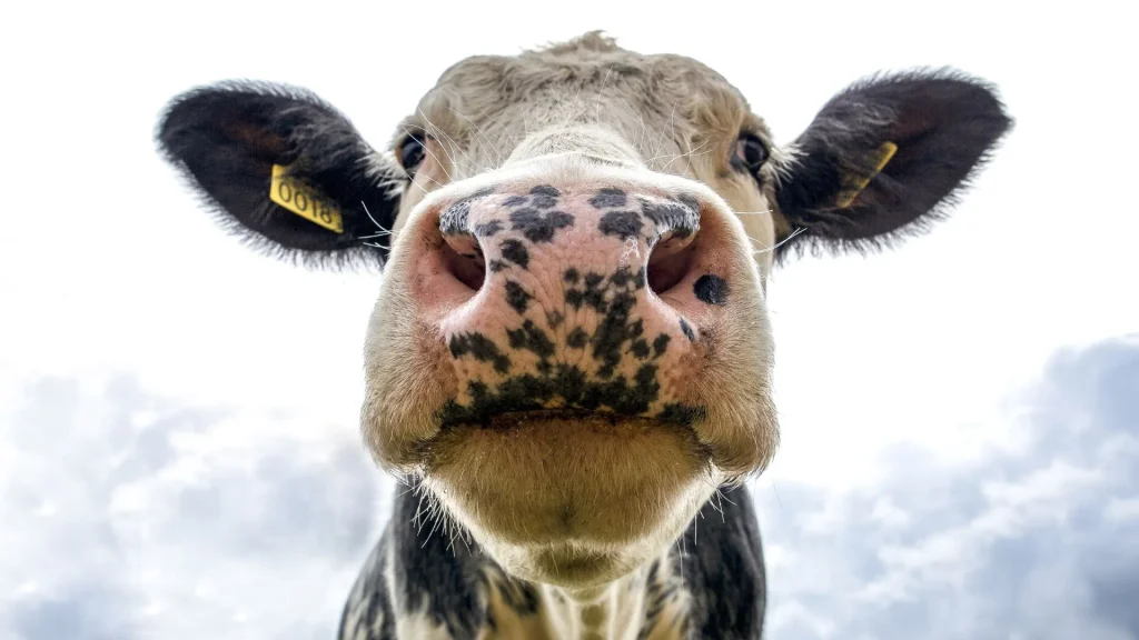 Agricultor de 67 anos morre após ser atacado por vaca em propriedade rural de SC