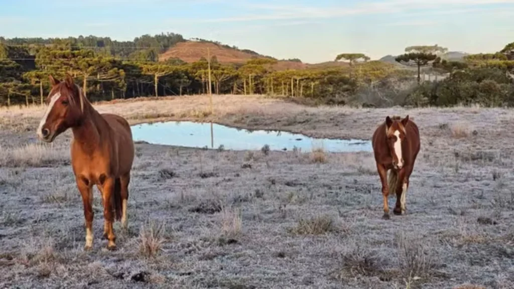 Serra de SC amanhece com -3,1°C e geada nesta terça-feira
