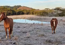 Serra de SC amanhece com -3,1°C e geada nesta terça-feira Serra de SC amanhece com -3,1°C e geada nesta terça-feira