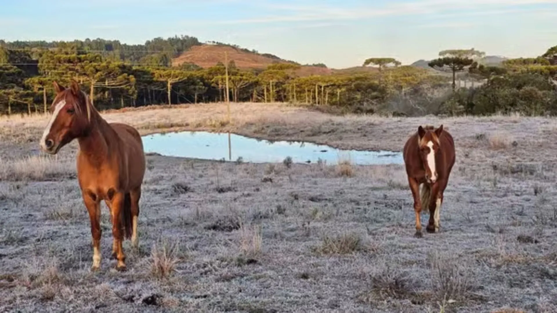 Serra de SC amanhece com -3,1°C e geada nesta terça-feira