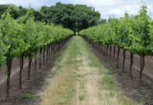 Curso gratuito de Turismo Rural está com inscrições abertas em Videira Curso gratuito de Turismo Rural está com inscrições abertas em Videira