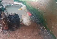 Ibama resgata 655 animais de zoológico clandestino no Oeste de Santa Catarina Ibama resgata 655 animais de zoológico clandestino no Oeste de Santa Catarina