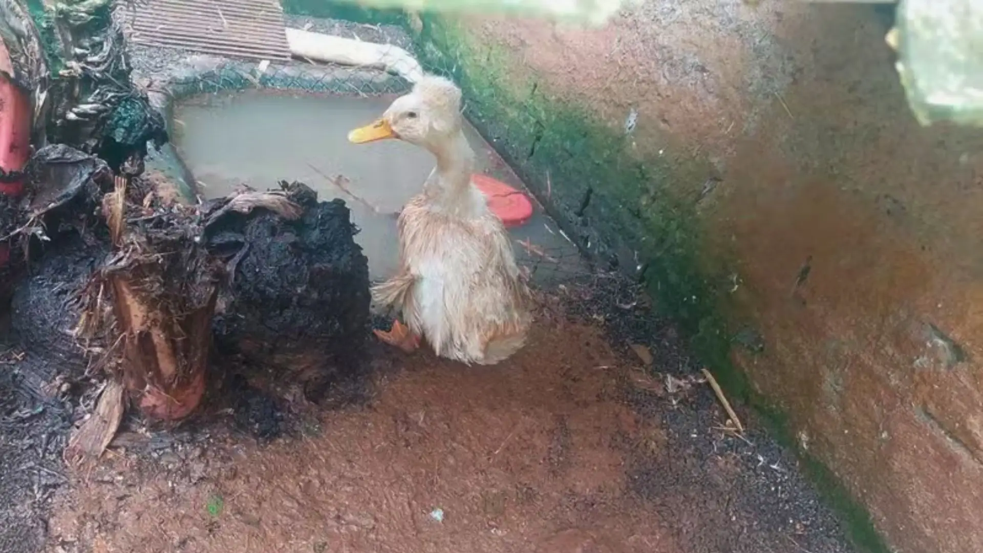 Ibama resgata 655 animais de zoológico clandestino no Oeste de Santa Catarina