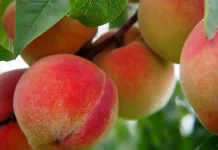 Calor favorece floração das frutas de caroço em SC Calor favorece floração das frutas de caroço em SC